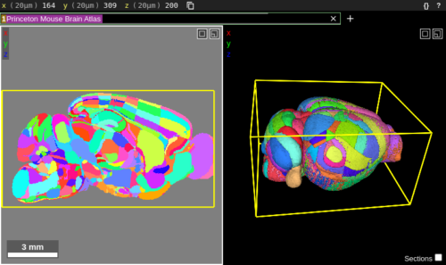 Visualizing different levels of the brain atlas structure hierarchy ...