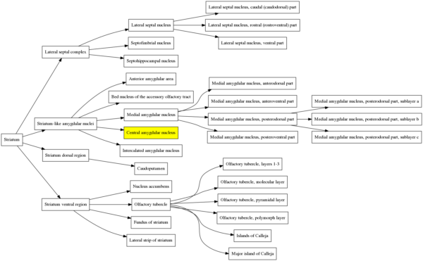 Visualizing different levels of the brain atlas structure hierarchy ...